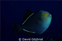 Black Durgon, Cozumel by David Gilchrist 